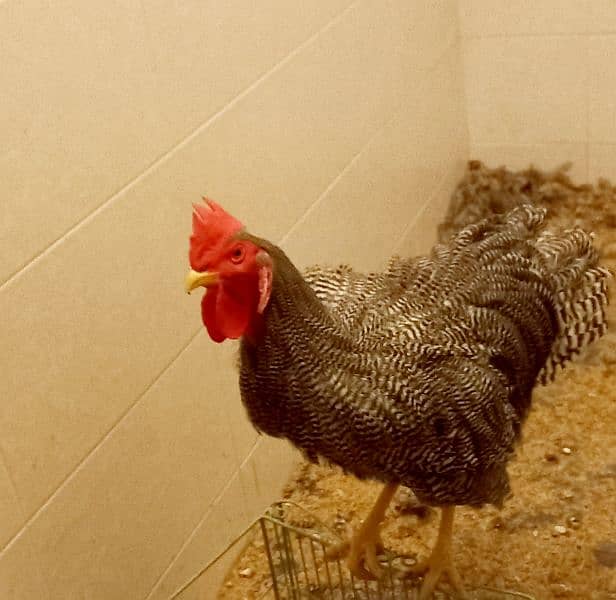 Plymouth Rock rooster 0