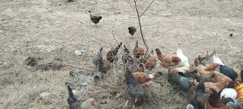 Healthy Hens for sale 1