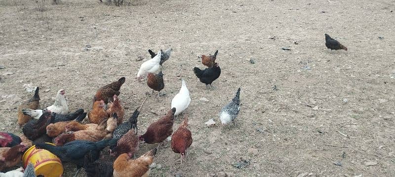 Healthy Hens for sale 2