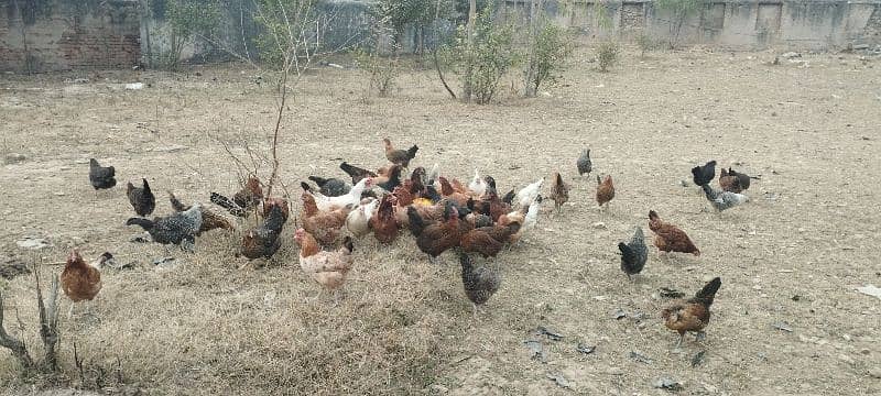 Healthy Hens for sale 3