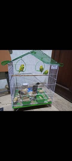 parrot 1 femal and 1 male