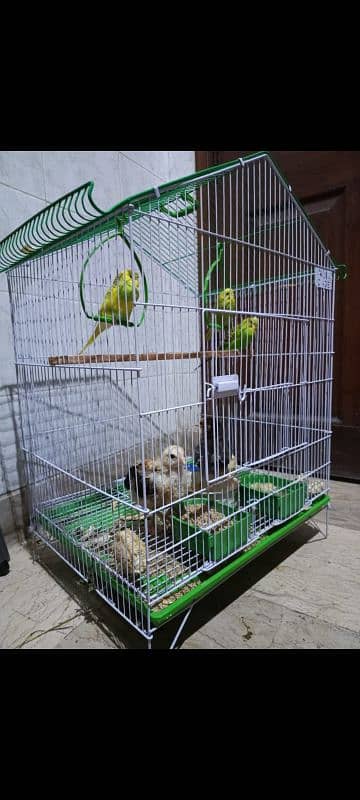 parrot 1 femal and 1 male 1