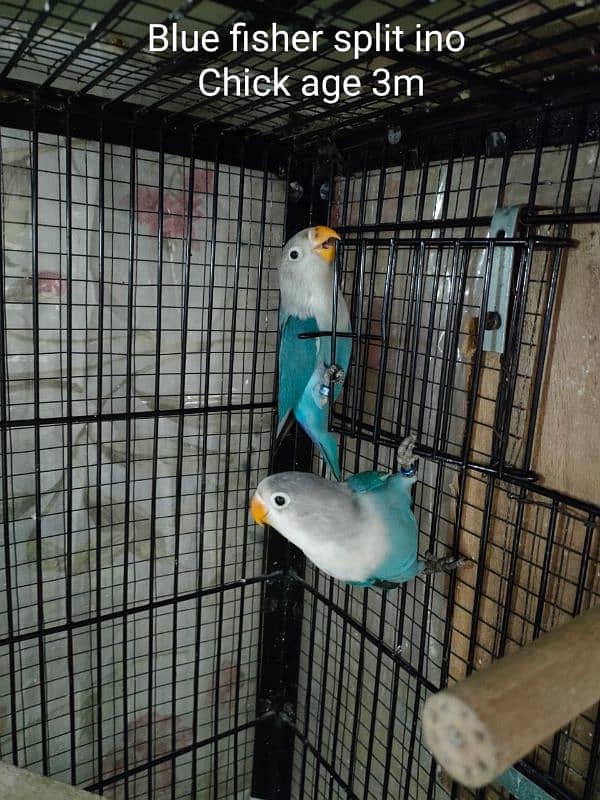 Love Birds For Sale 5