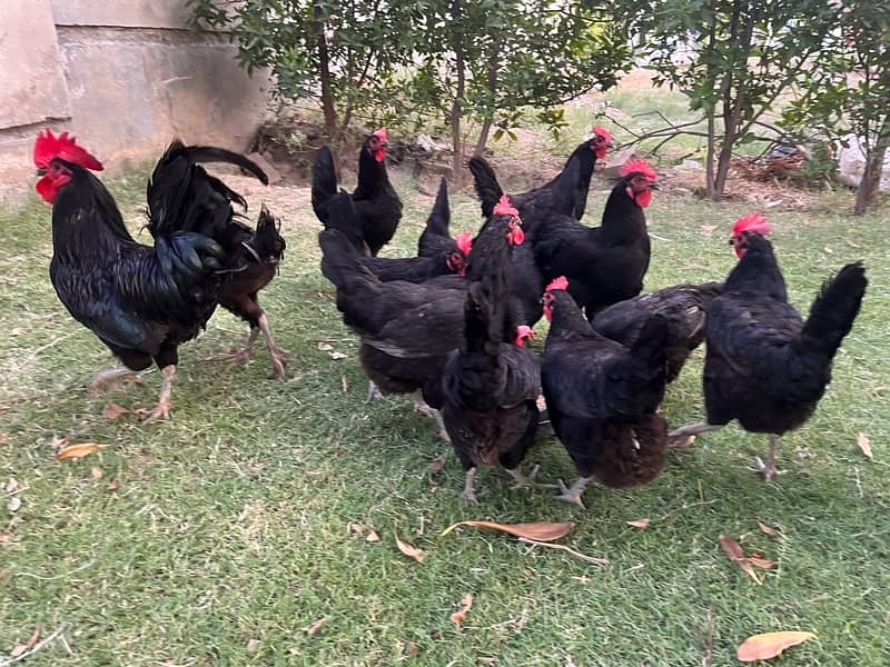 Australorp Hens 0