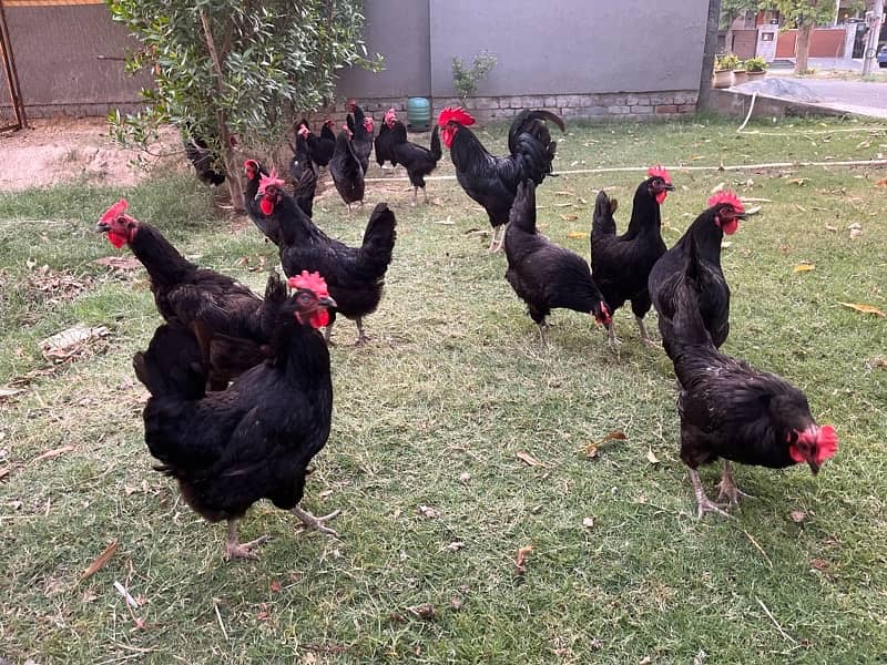 Australorp Hens 1