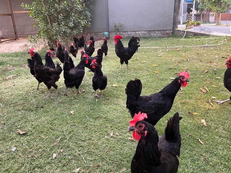 Australorp Hens 2