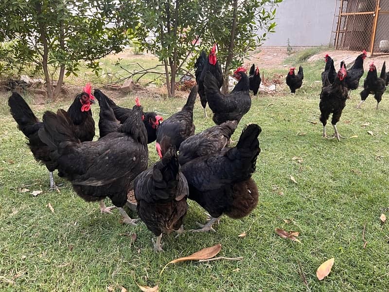 Australorp Hens 3