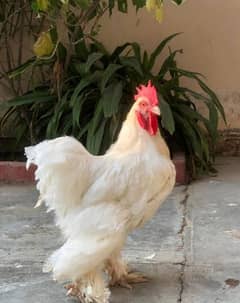 White Buff chicks or silkie male