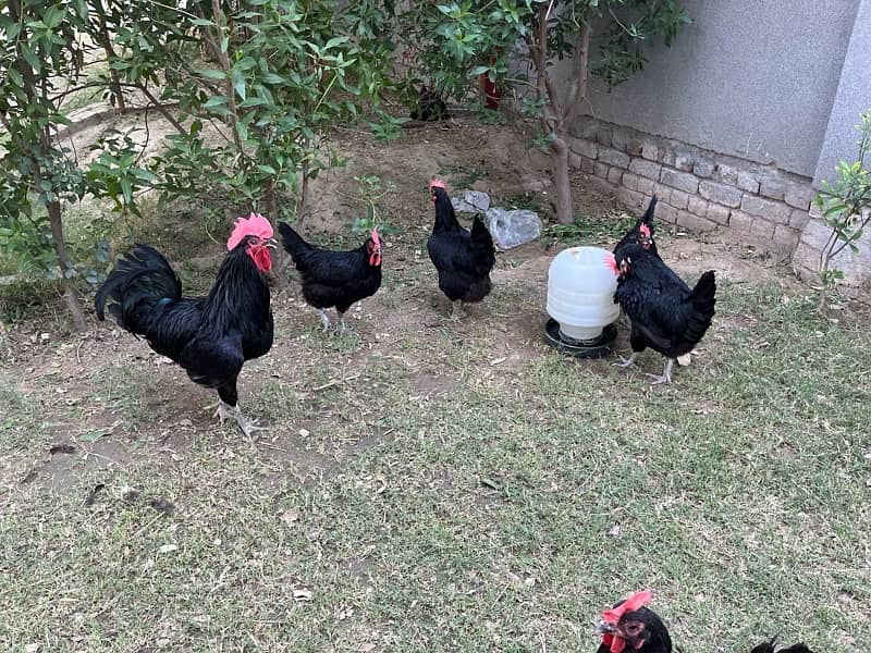 Australorp Hens 4