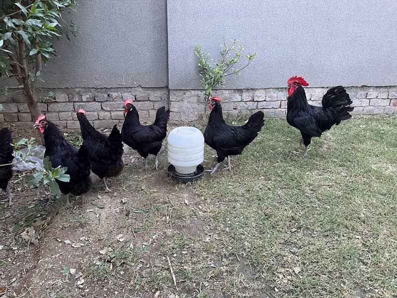 Australorp Hens 5