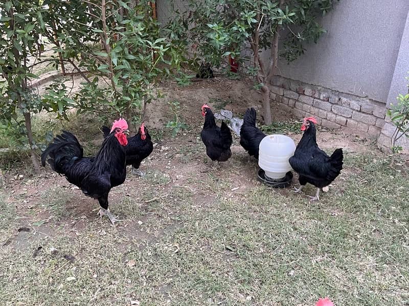 Australorp Hens 6