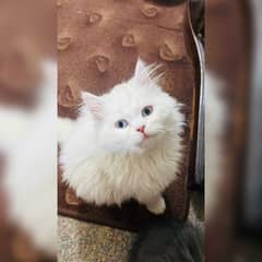 White Persian Kitten