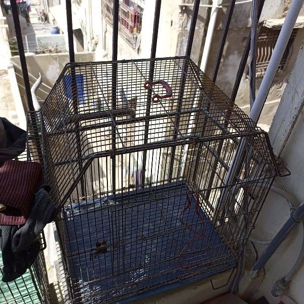 Cage for Sell 2