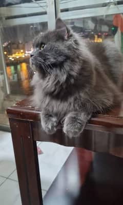 Persian grey  cat for mating