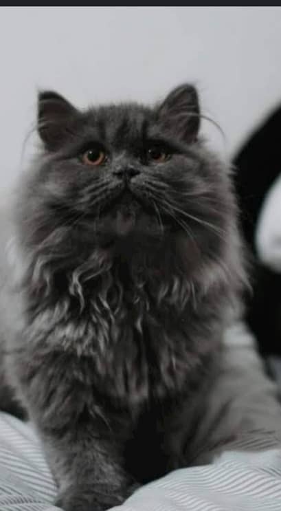 Persian grey  cat for mating 1