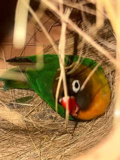 Fisher lovebird for sale