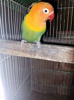 green euwing opline lovebird