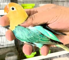 Love bird healthy active big colony birds with 2 yearsage