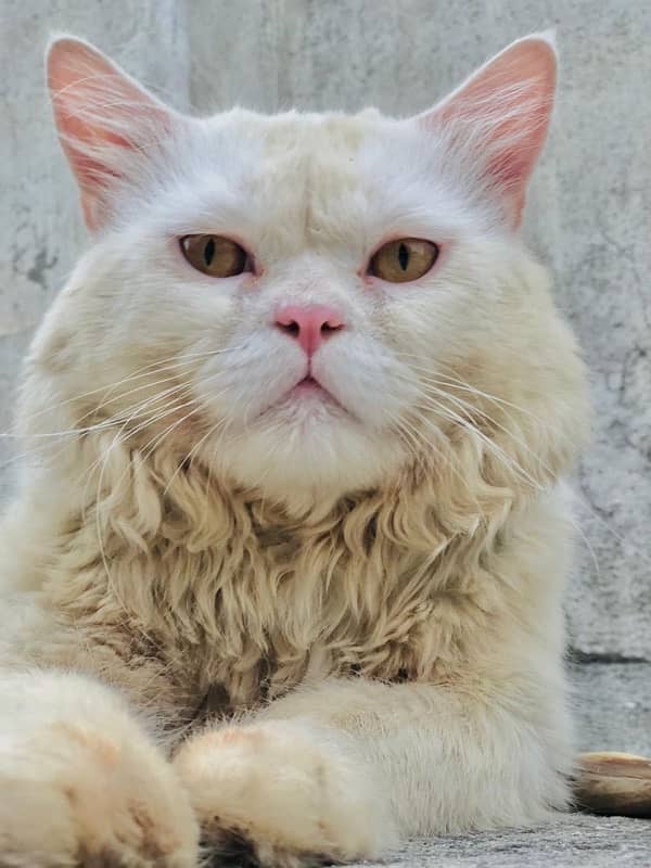 Male persian Punch Face cat for sale 0