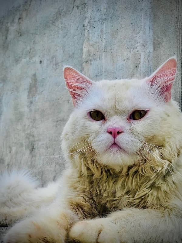 Male persian Punch Face cat for sale 1