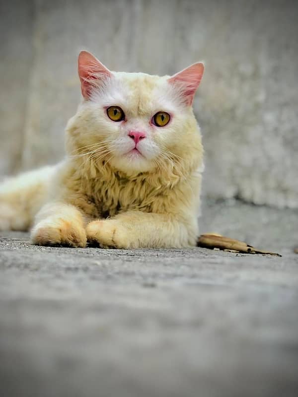 Male persian Punch Face cat for sale 4