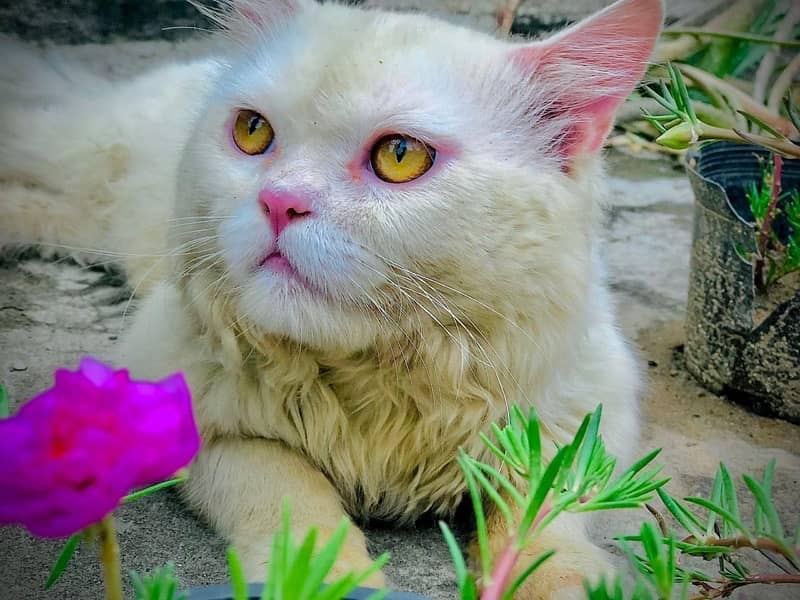 Male persian Punch Face cat for sale 5