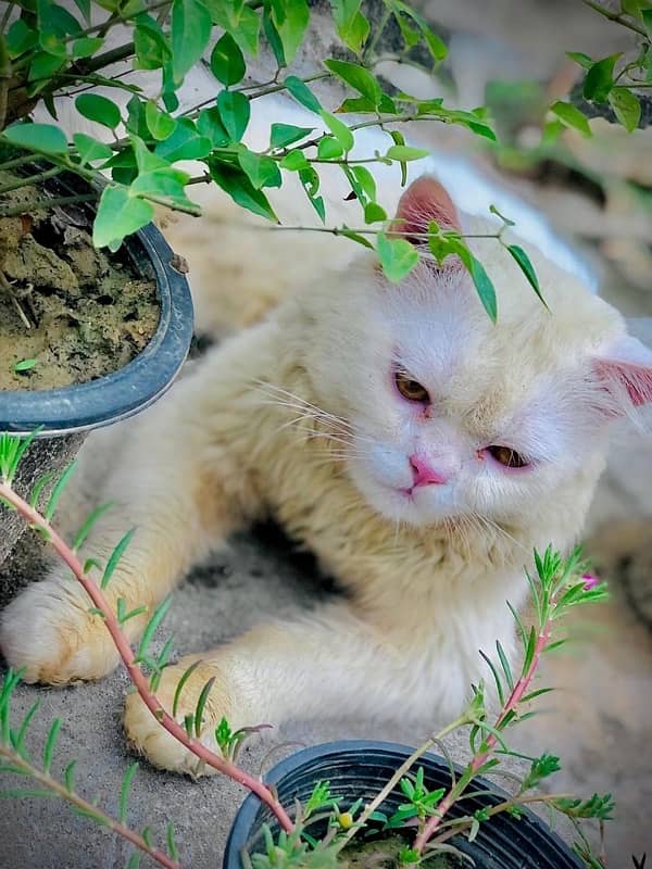 Male persian Punch Face cat for sale 10