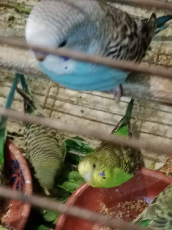 Australian budgies Black and Red eyes 8