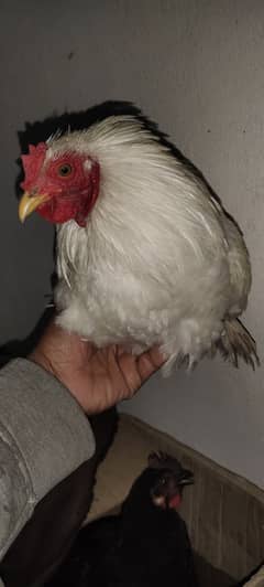 fancy cock