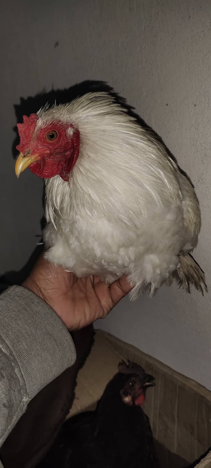 fancy cock 0