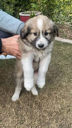 Afghan Kuchi / Afghan Shepherd