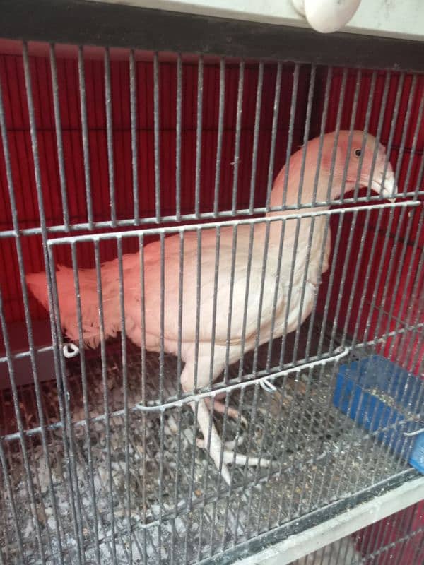 White Heera Pair and Chicks available 0