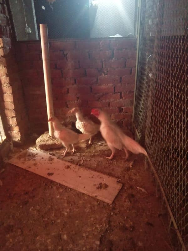 White Heera Pair and Chicks available 1