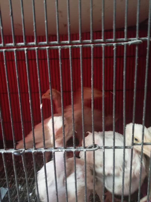 White Heera Pair and Chicks available 2