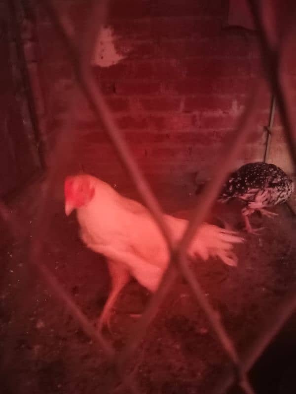 White Heera Pair and Chicks available 3