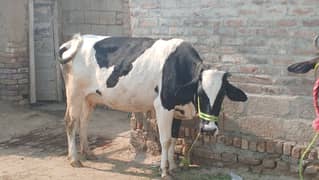 cow