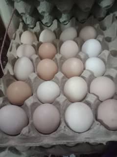 desi fertile eggs sale for hatching