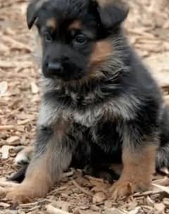 gsd long coat pupps available cont 03105395891