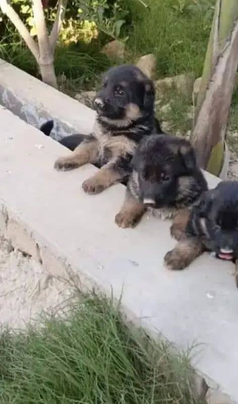 gsd long coat pupps available cont 03105395891 1