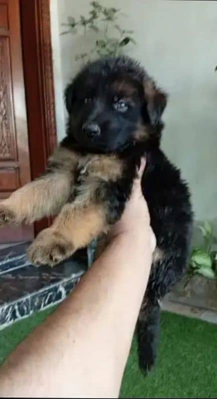 gsd long coat pupps available cont 03105395891 2