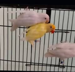 cremino love bird