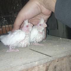 common white eno red eyes pied white face cocktail handtame chicks