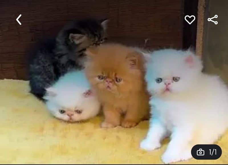 Persian cat for sale male or female my WhatsApp 0325=24=52=848 1