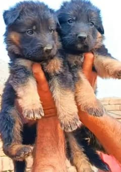 gsd pupps forsale contact wtsap 03105395891