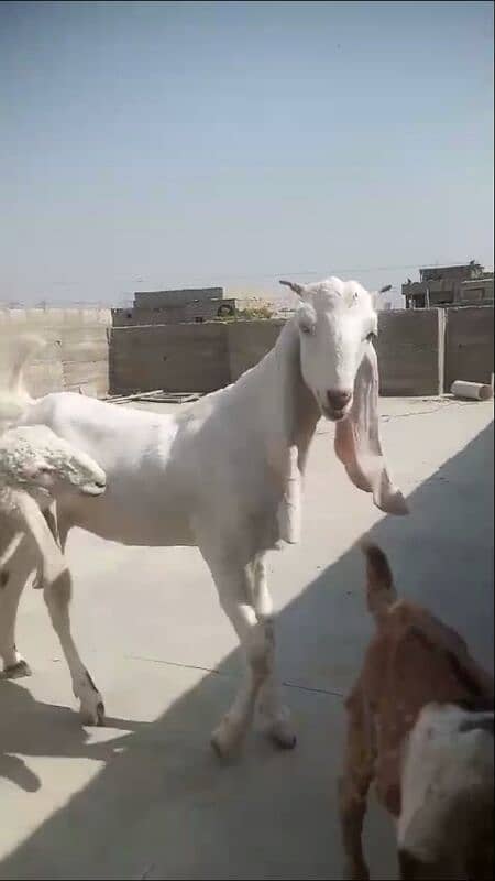 gulabi goat for sale 1