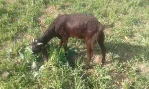 3 female goats padh for sale pure desi