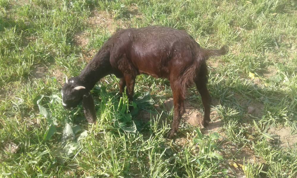 3 female goats padh for sale pure desi 0