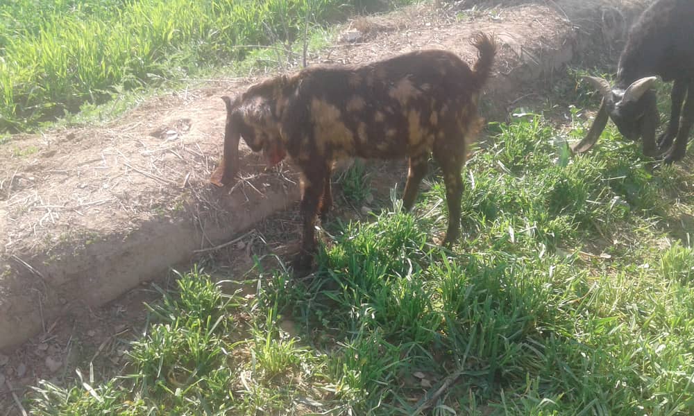 3 female goats padh for sale pure desi 1