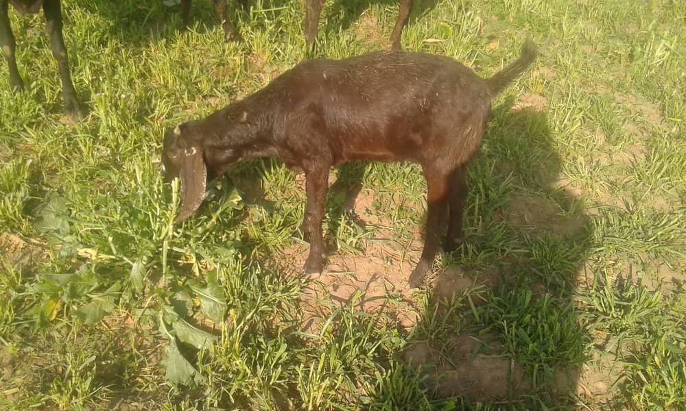 3 female goats padh for sale pure desi 2