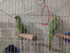 raw and talking parrots